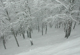 DSCN6577
