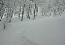 DSCN6584