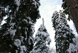 IMGP0225